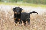 BEAUCERON - PUPPIES 136